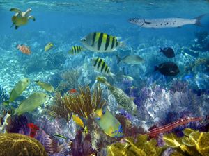 The glorious Marine life of the Bahamas