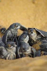 10534Leatherbackhatchling__c_GuillaumeFeuillet_8_-med