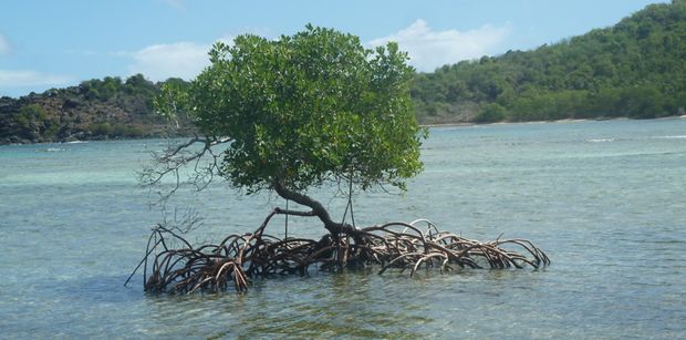 A mangrove tree, in the way to the Bubbly Pools, Jost Van Dyke