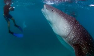 Whale_watching_Maldives