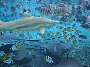 Bora Bora Marine Life