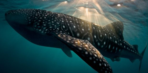 whale-shark