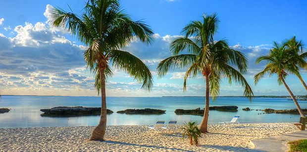 Bahamas Beach Palm Trees