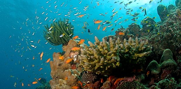 dive1 Coral_Reef_Andamans