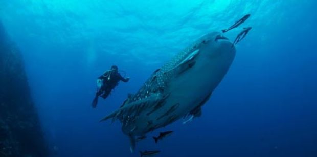 dive2 whaleshark