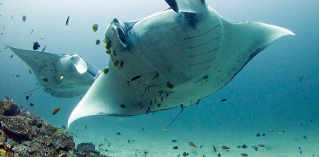 dive3 manta Andaman