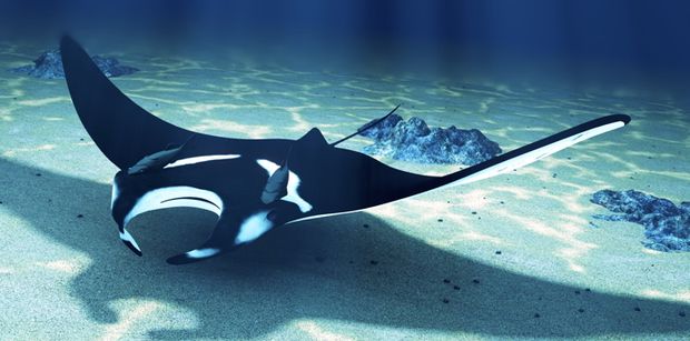 dive manta1