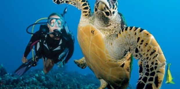 dive turt2