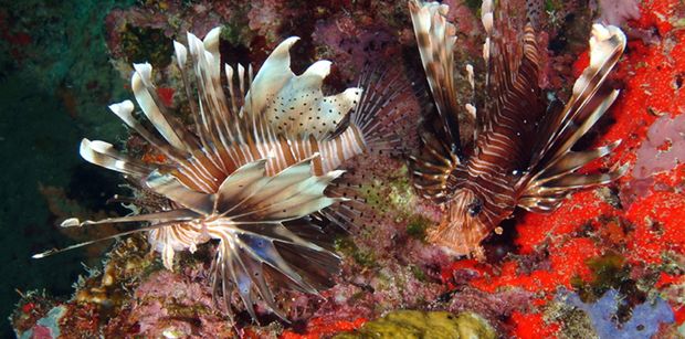 Lion-fish1
