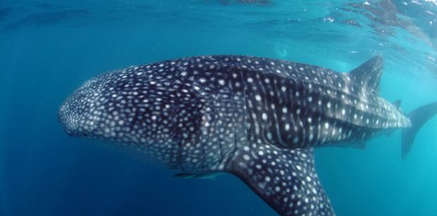 Whale-Shark1