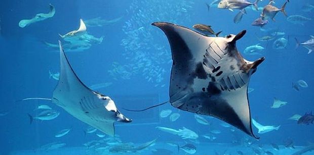 manta1