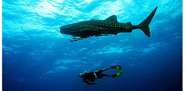 Diving in the Similan Islands