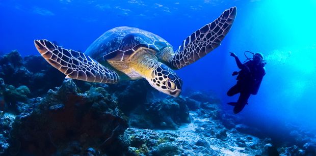turtle1