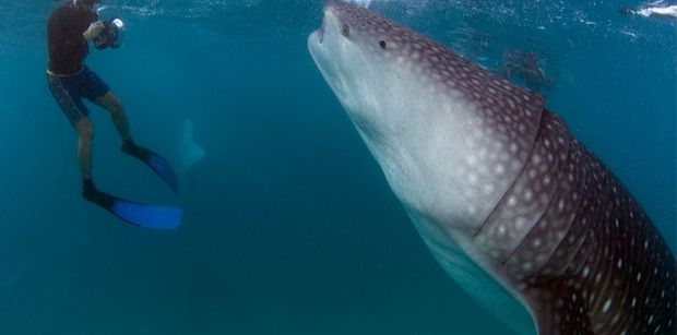 WhaleShark1