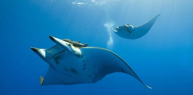 manta1