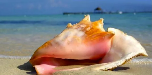 CONCH