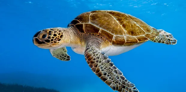 green turtles of tobago