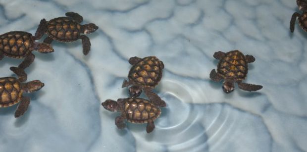 See what Old Hegg Turtle Sanctuary is doing for the Hawksbill Turtle Conservation Program