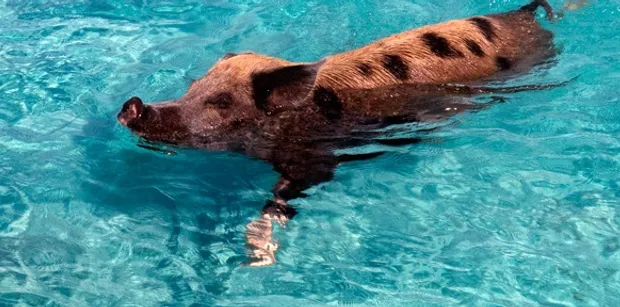 pig