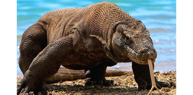 The Komodo Dragon of Indonesia - Yacht Charter News and Boating Blog