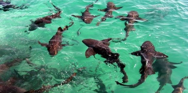 nurse sharks