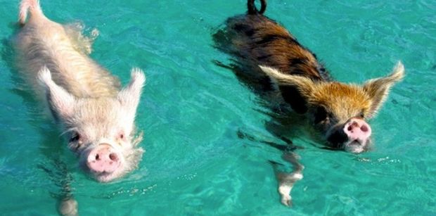 swimming pigs