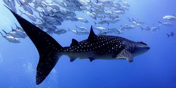 Photo credit from Similan Dive Center Thailand