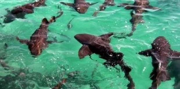 nurse sharks