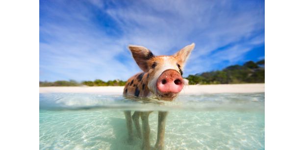 Pigs in Paradise - Yacht Charter News and Boating Blog