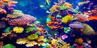 Caring for the captivating Caribbean coral reefs