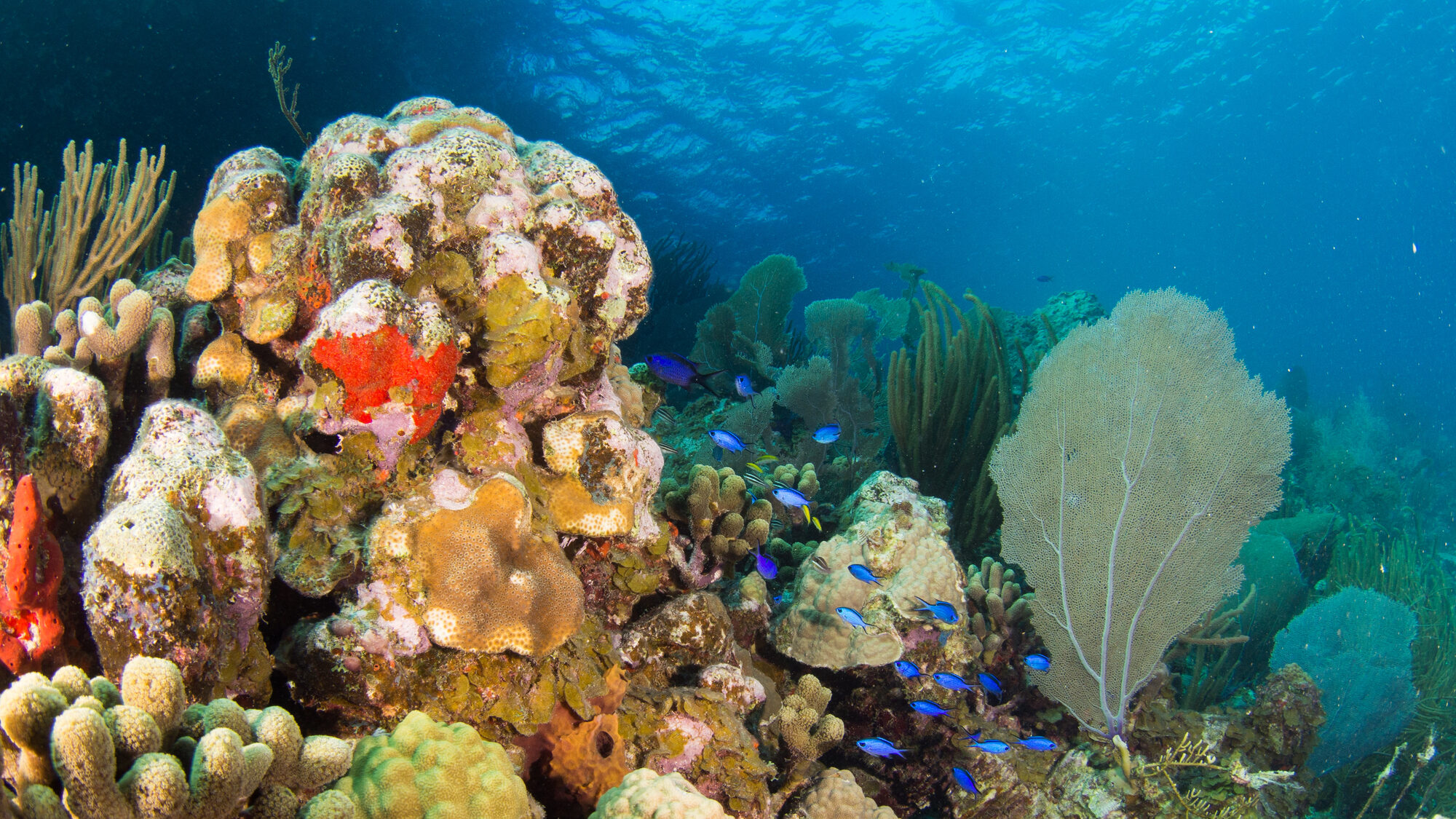 Boatbookings’ Guide to Diving in the BVI