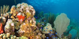 Boatbookings’ Guide to Diving in the BVI Boatbookings’ Guide to Diving in the BVI