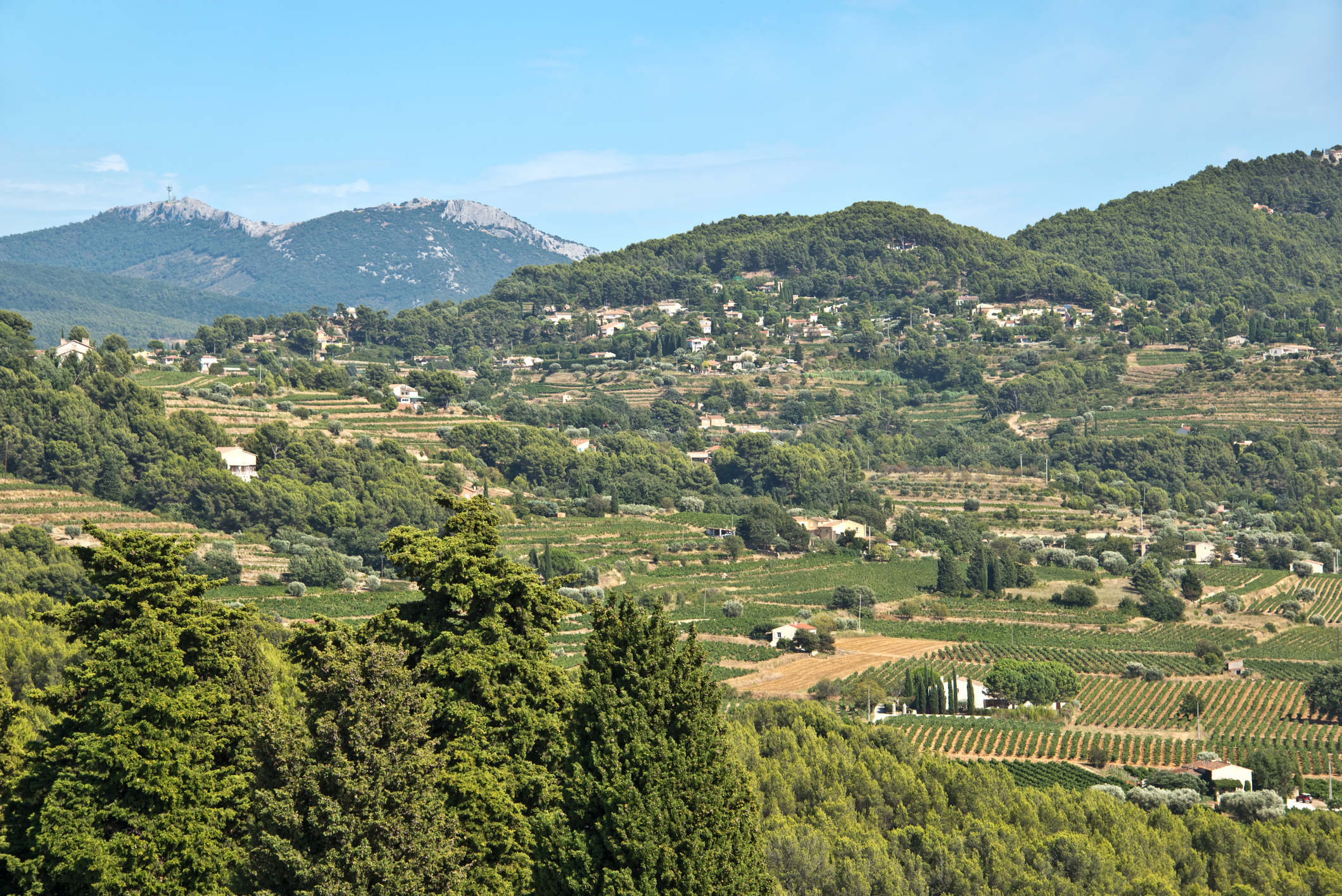 Bandol Vineyard