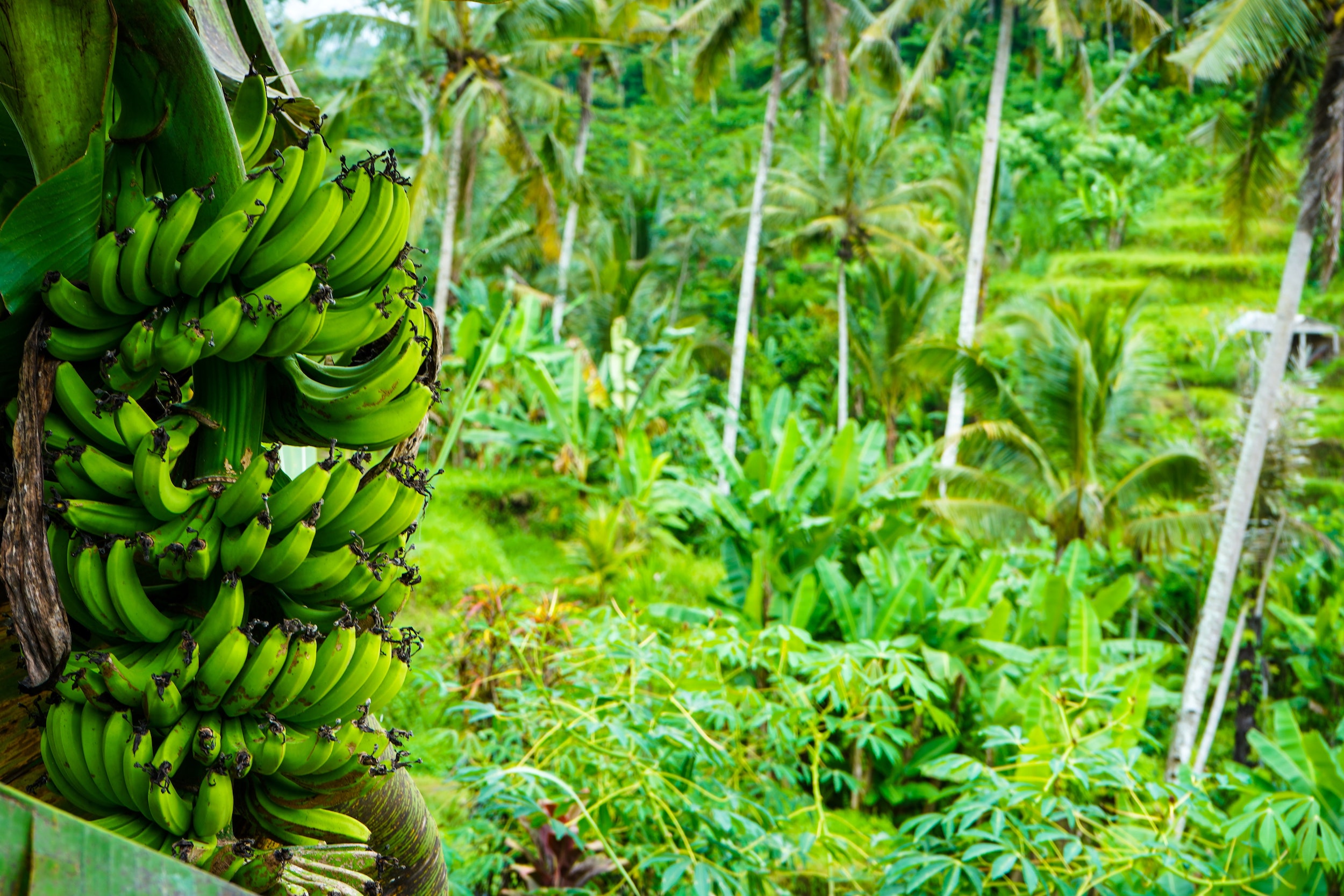 Costa Rican Banana Plantation