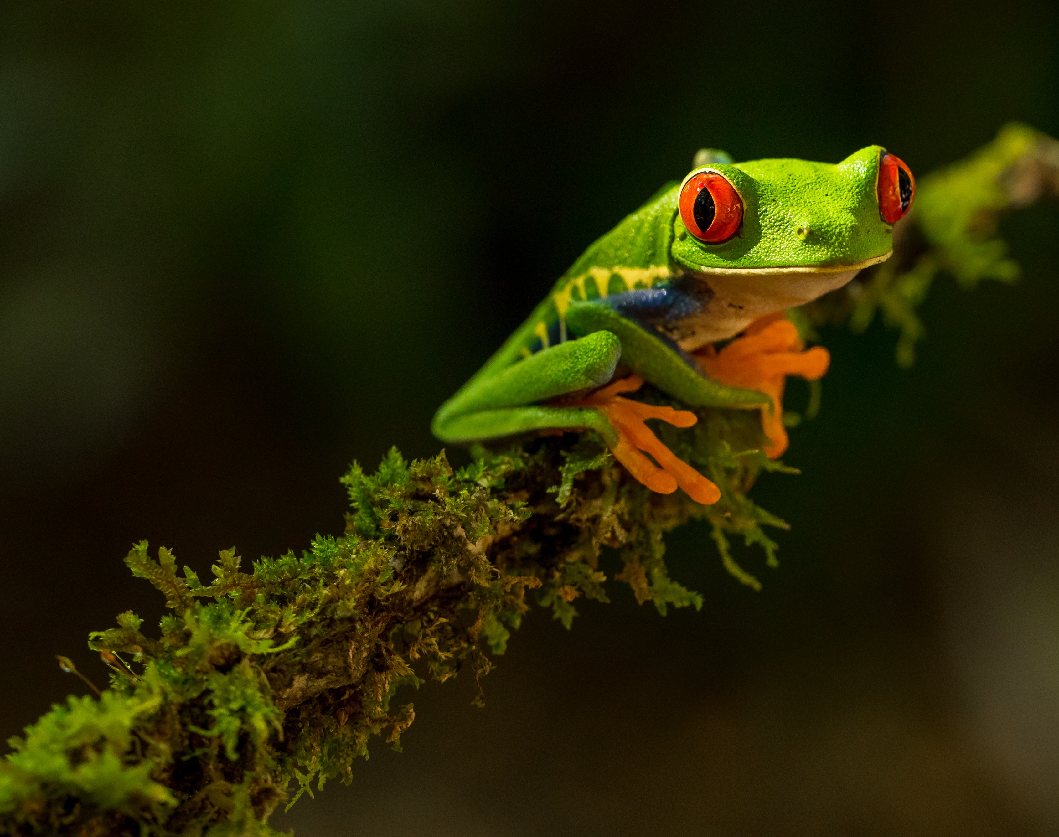 Costa rican frog