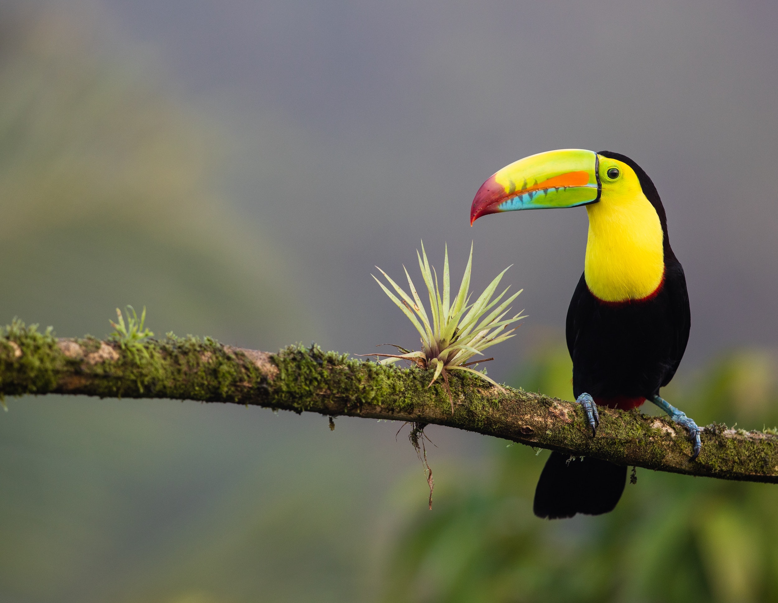 Wildlife and Biodiversity in the Costa Rican Jungle