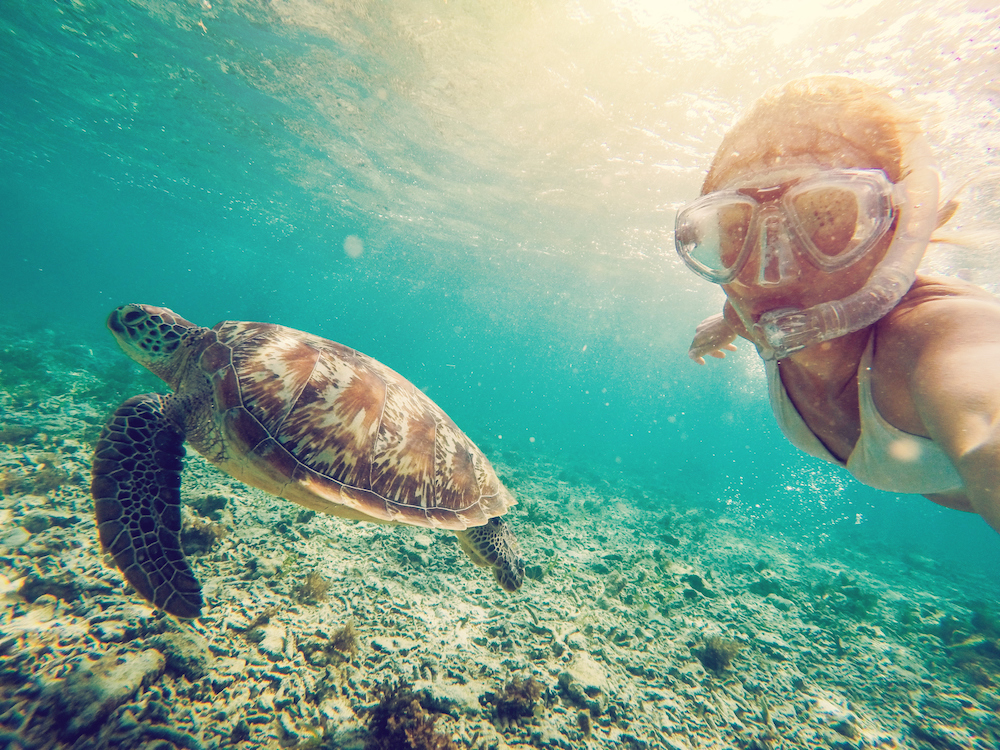 swimming with turtles on your bahamas yacht charter (abacos)