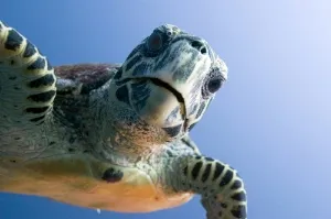 Turtle in the Maldives