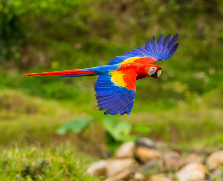 Costa Rica offers unrivaled natural wonders