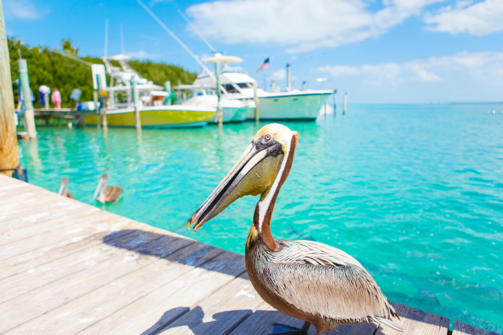 Charter A Yacht In Islamorada Florida Keys Boatbookings
