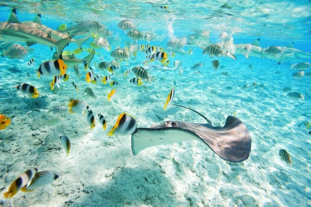 Dive down to see the vast wildlife in Tahiti