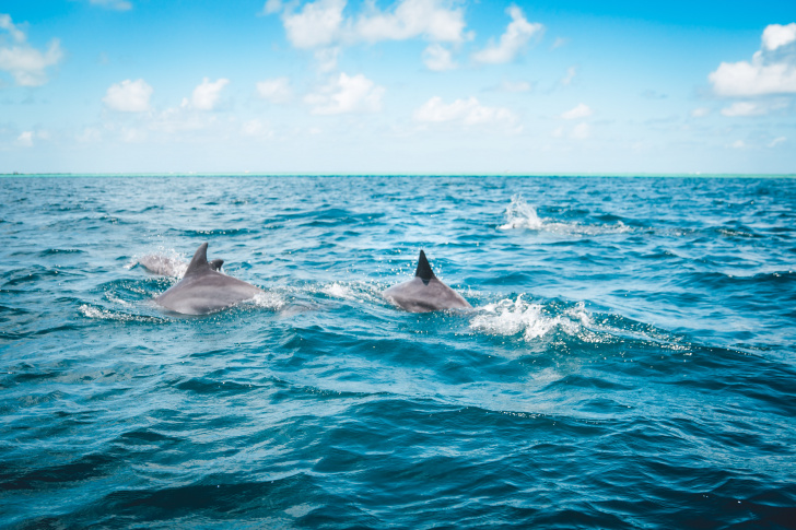 maldives, asia yacht charter, Maldives boat rental