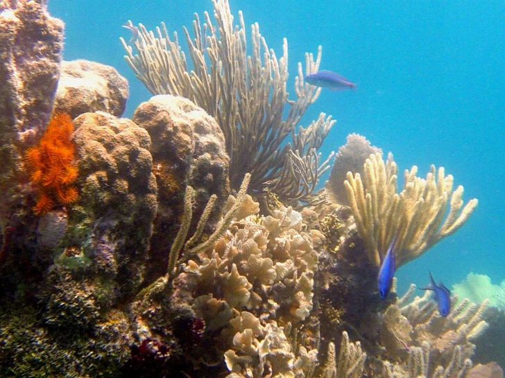 Dreaming On - Snorkeling Pompion - White Rock Dreaming On - Snorkeling Pompion - White Rock