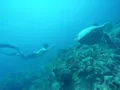 FOXY LADY Lagoon 620 - freediving FOXY LADY Lagoon 620 - freediving