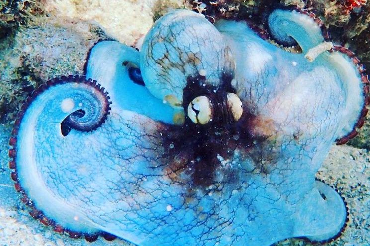 Charter Yacht GYPSY PRINCESS - Lagoon 450 - 3 Cabins - Tortola - Anegada - Virgin Gorda - BVI - Caribbean