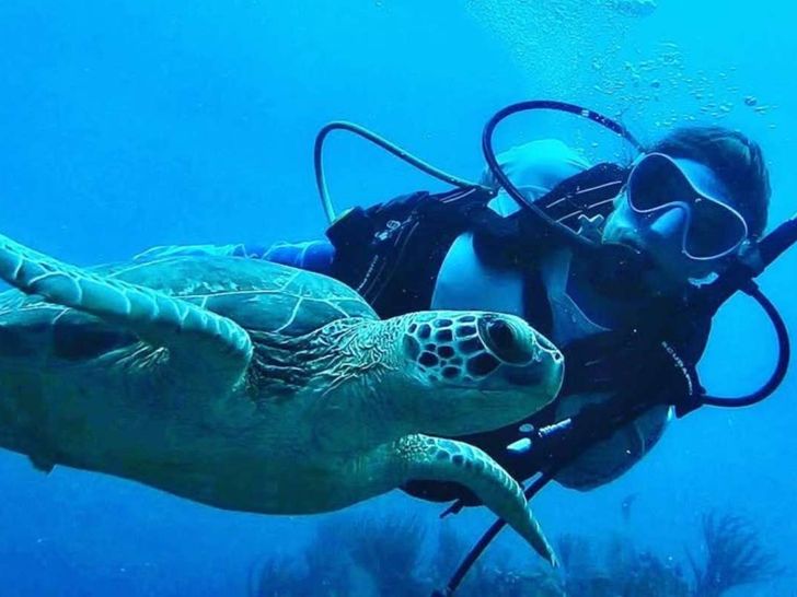 ODYSSEA Fountaine Pajot Sanya 57 - Diving Sea Turtles ODYSSEA Fountaine Pajot Sanya 57 - Diving Sea Turtles