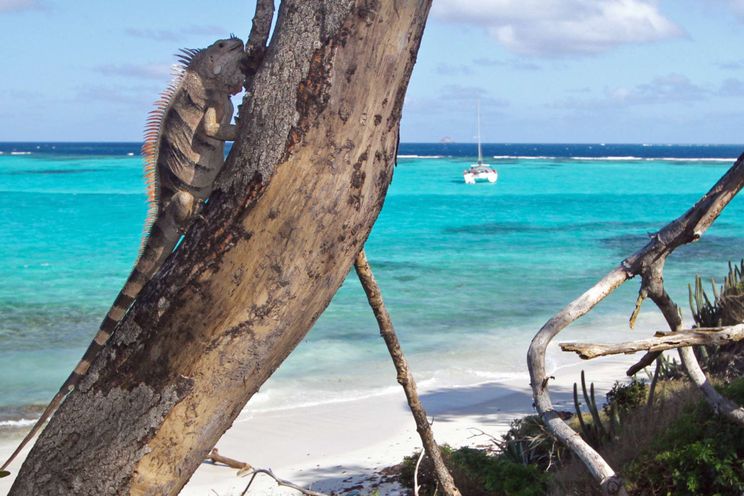 Charter Yacht ISOLABLUE - 3 Cabins - Caribbean Windward Islands - Grenadines