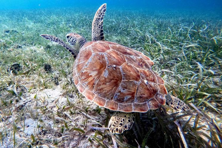 Charter Yacht KUMA TOO - Leopard 47 - 3 Cabins - Tortola - Anegada - Virgin Gorda - BVI - Caribbean