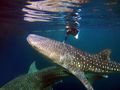 SI DATU BUA Phinisi 40m - whale shark SI DATU BUA Phinisi 40m - whale shark