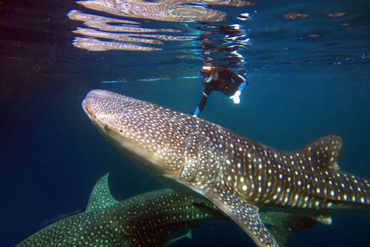 Charter Yacht SI DATU BUA - Phinisi 40m - 3 Cabins - Labuan Bajo - Komodo - Ambon - Raja Ampat - Indonesia